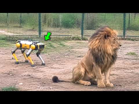 Robot Dog Entered the Lion's Territory... Big Mistake?!