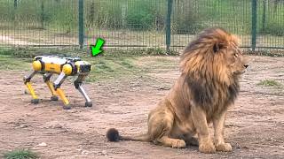 El perro robot entró en el territorio del león... ¿Gran error?