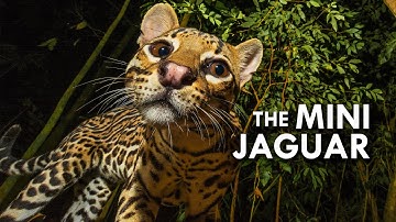 Ocelot: The Mini Jaguar