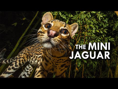 Vídeo: Jaguar: animal dels reis