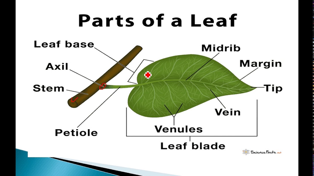 CLASS-6 SCIENCE (GETTING TO KNOW THE PLANTS: PARTS OF THE PLANT) - YouTube