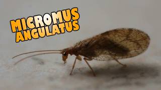 Micromus Angulatus Neuroptera Hemerobiidae Doing Nothing With An Unnecessary Epic Music