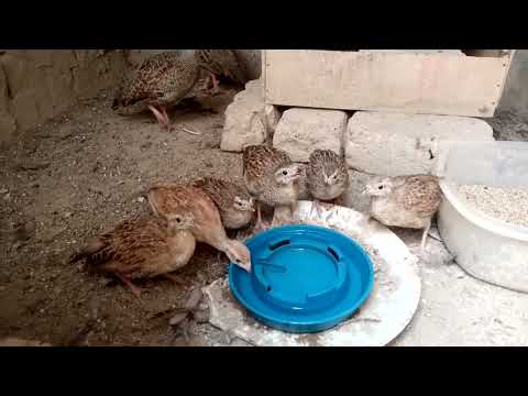 Dhakni Chiks Age 46 Days Masha Allah