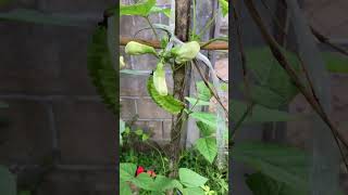 My little winged beans. #gogreen #agriculture