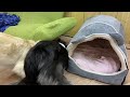 はなちゃんとめいちゃんに冬用のドーム型ベッドをあげました  2021.11.10