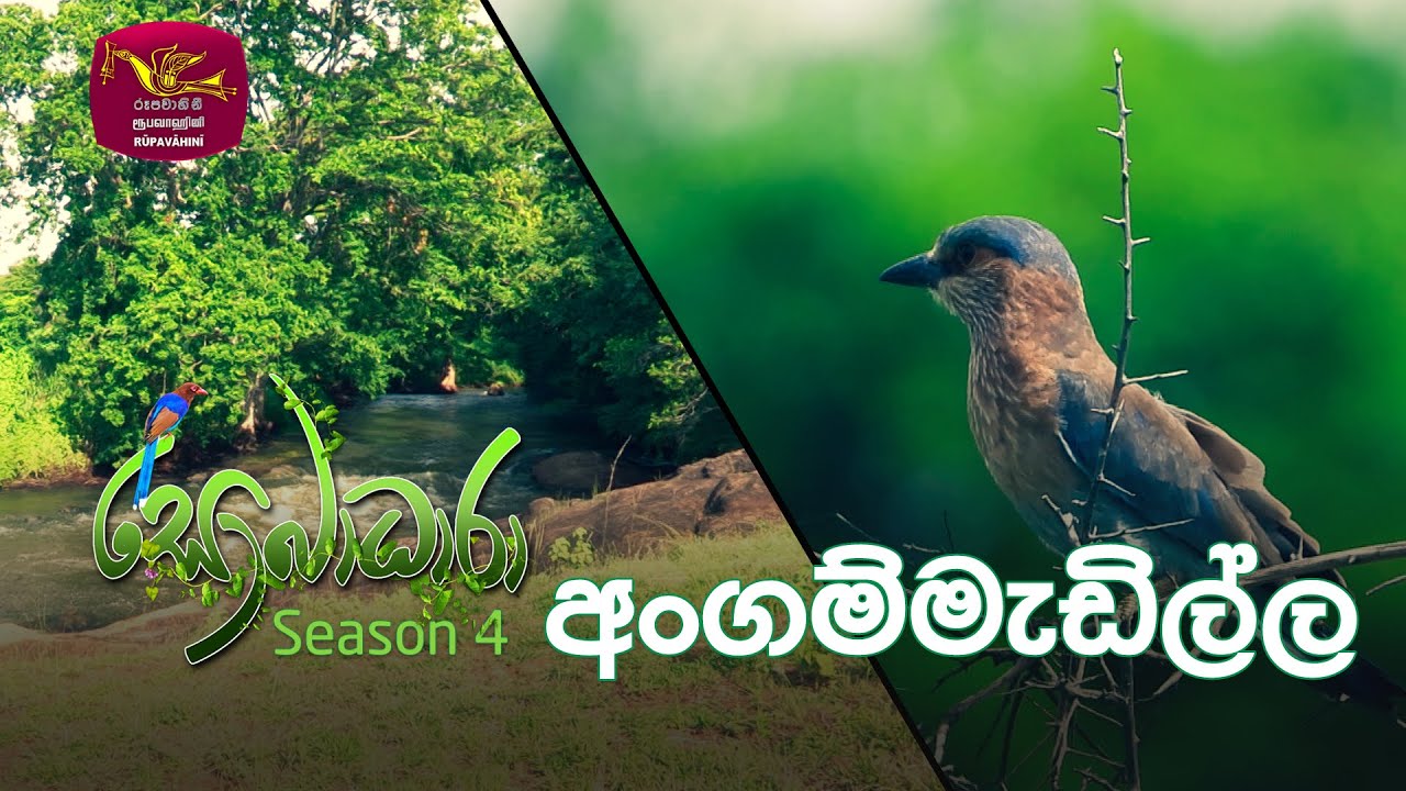 Sobadhara - Sri Lanka Wildlife Documentary | 2020-08-07 | Angammedilla National Park (අංගම්මැඩිල්ල)