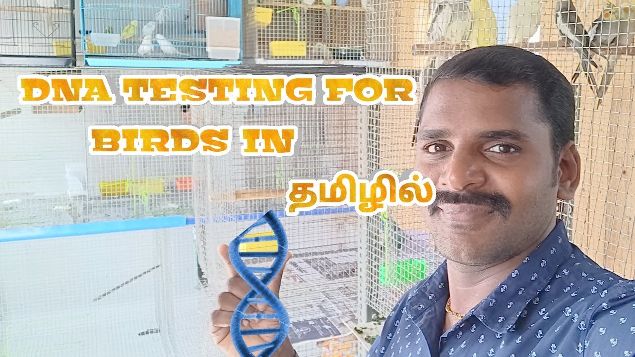 DNA Testing for birds - YouTube