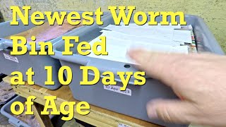 10 day old red wiggler worm bin checked in on &amp; fed - vermicompost