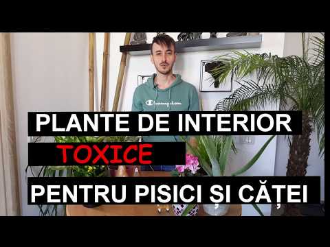 Video: Plante Otrăvitoare Pentru Pisici