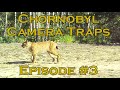 Chornobyl Camera Traps. Episode #3.