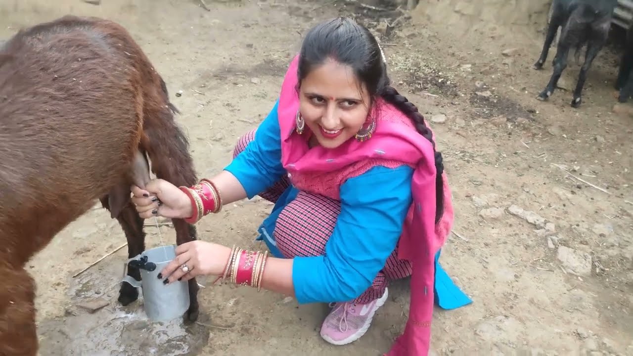 how to goat milk milking😍😍