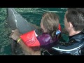Дельфинотерапия в дельфинарии "Немо"