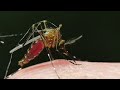 Can mosquitoes spread coronavirus (COVID-19)?