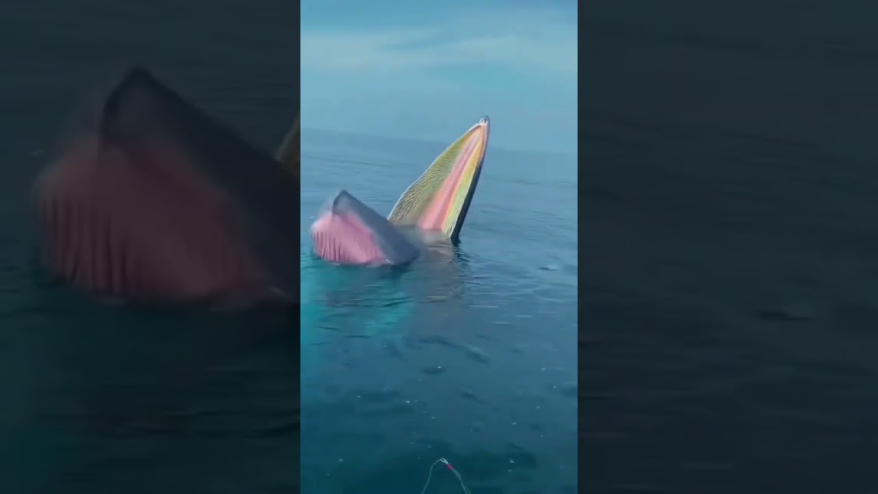 mer du nord partie 2  