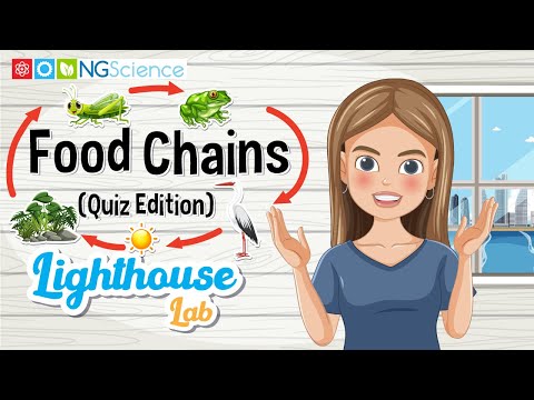 Food Chains The Lighthouse Lab Quiz Edition