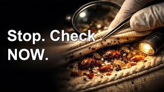 3 Big Signs You Have Bed Bugs — Check NOW