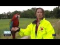 Tamme ara-papegøyer flyr fritt / Tame macaws flying free