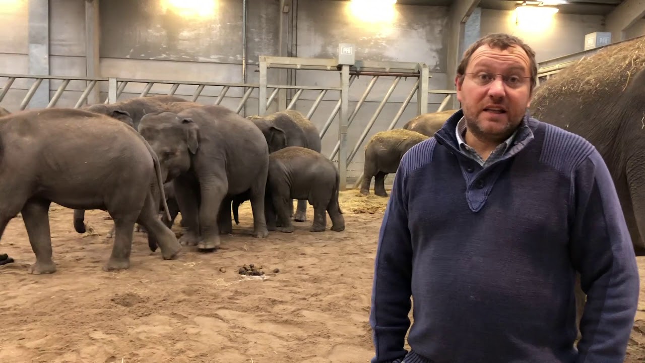 VIDEO. Des oiseaux agacent un bébé éléphant en lui tournant autour