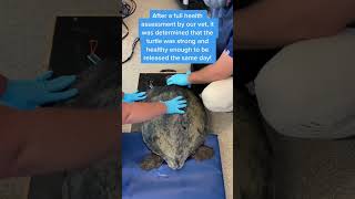 Drive-thru sea turtle rescue! 🐢💚