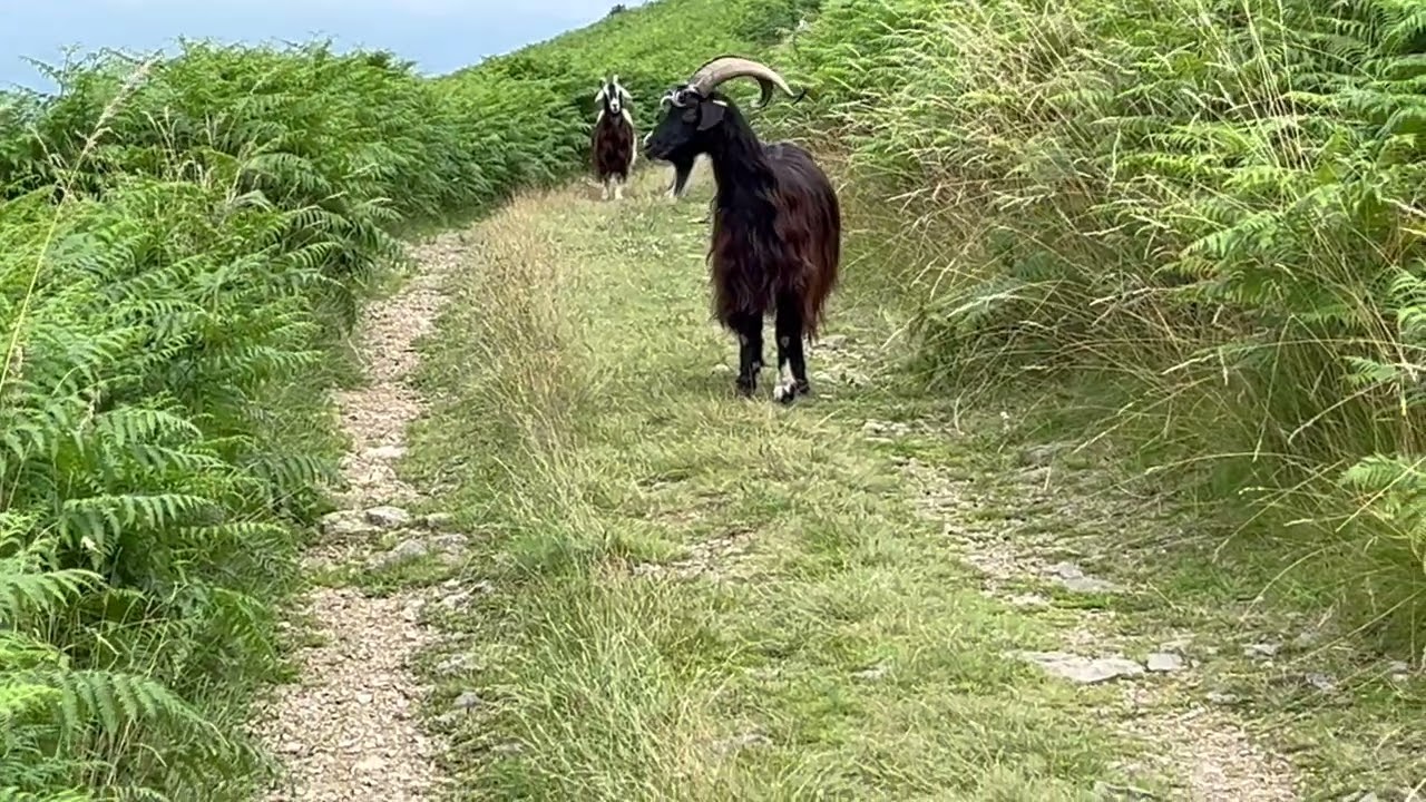 Funny Encounter / Drôle de Rencontre ....