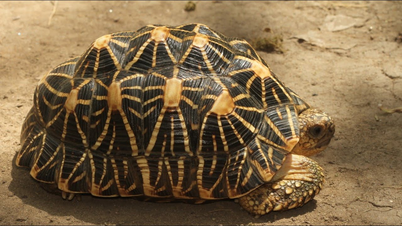 Индийская звездчатая черепаха: уязвимая красавица