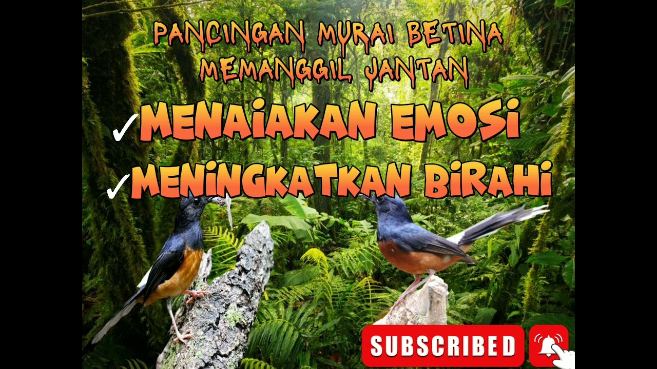 KETREKAN SETAN BIKIN MURAI JADI EMOSI BONGKAR MATERI!!!!