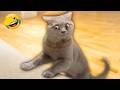 You Laugh You Lose 🤣😍 Funniest Cats and Dogs Videos 2026 😻🐶 Part 28