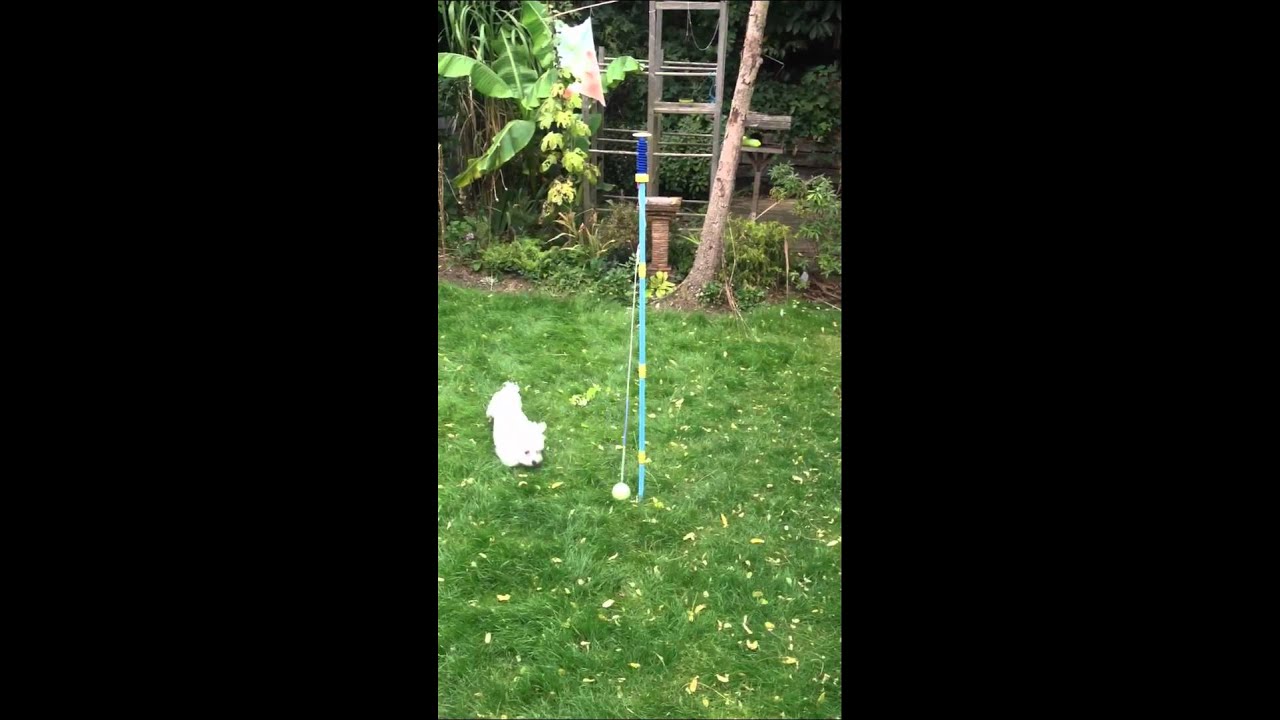 Swing ball for dogs YouTube