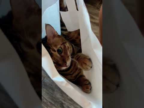 #toygers #cat #веселыекоты #тойгер #кошка #toygercat #видосыоткота #моякошка #catlove #котики #котик