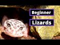Top 5 Lizards For Beginner Keepers