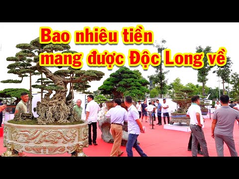 Video Cuộc chơi lớn quá nhiều tác phẩm VIP, triển lãm cây... - youtube