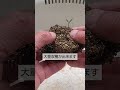 3/8【ミニトマト】苗作り　苗の状態で植付け後の収穫量が決まります