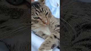 😻 Relaxing cat