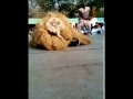 Goboi In Full Motion 