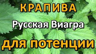 Крапива для потенции. Эрекция, русская Виагра. Повышение мужской силы крапивой. Аналог виагры.