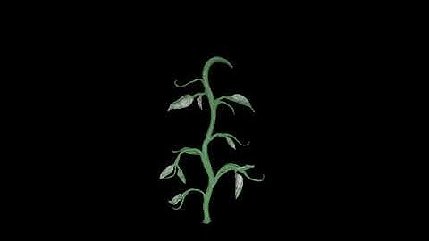 Forth Valley Film / GH5 / Dragonframe 4 (Plant animation).