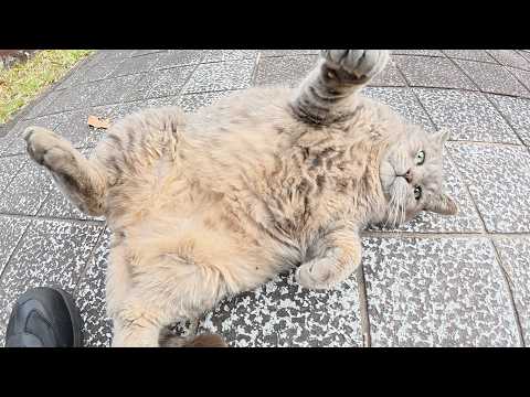10日間放浪していたトトロ猫ちゃんをモフってひざの上に乗せる