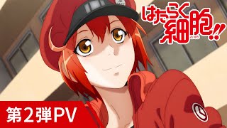 TVアニメ第2期「はたらく細胞!!」第2弾PV/2021年1月9日放送開始！