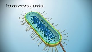 อาณาจักรมอเนอรา วิทยาศาสตร์ ม.4-6 (ชีววิทยา)