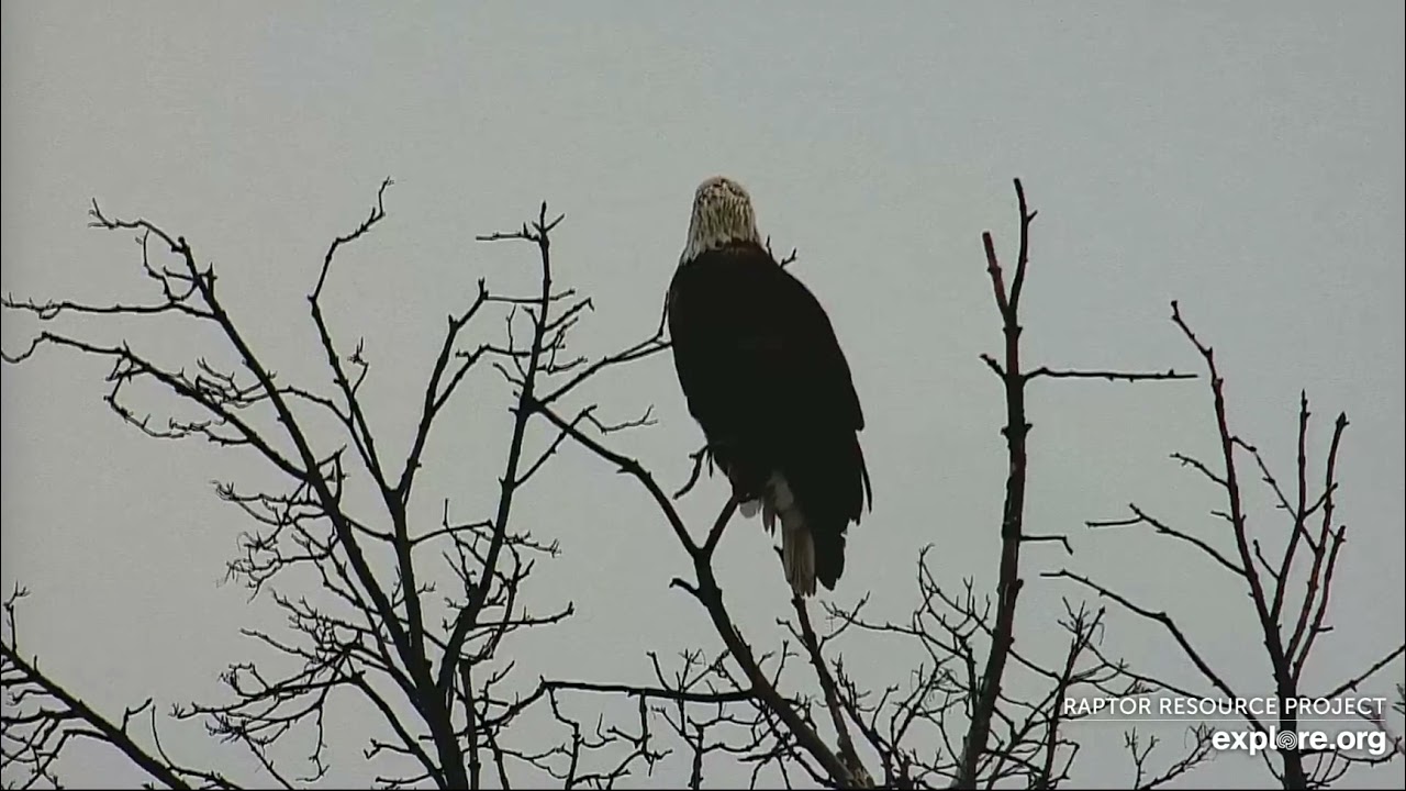 Decorah Eagles 10-28-21, Mom on the maple