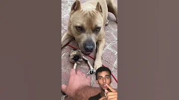 اشرس كلب في العالم 