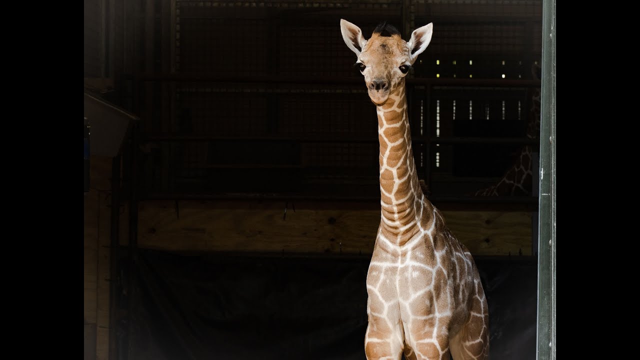 Giraffe Calves Video July 2021 - Fort Worth Zoo, image size:1280x720