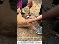 Veterinary Procedure – Clamping Ram's Sperm Ducts to Reduce Fighting 🐏
