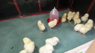 Ci̇vci̇v Sesi̇ Duyulmaya Başladi Ci̇vci̇vler Çikmaya Başladi Bakalim Çikim Veri̇mi̇ Nasil Olacak