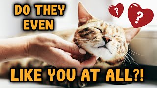 5 Signs Your Cat REALLY Likes You