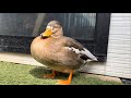 コールダックをノーストレスで眺める動画　Watching call ducks in a stress-free environment.
