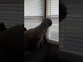 Perro bravo