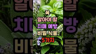 향만 맡아도 치매 예방에 도움을 주는 식물이 있습니다