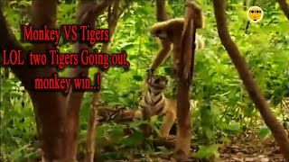 monkey vs tiger ( LOL monkey win)