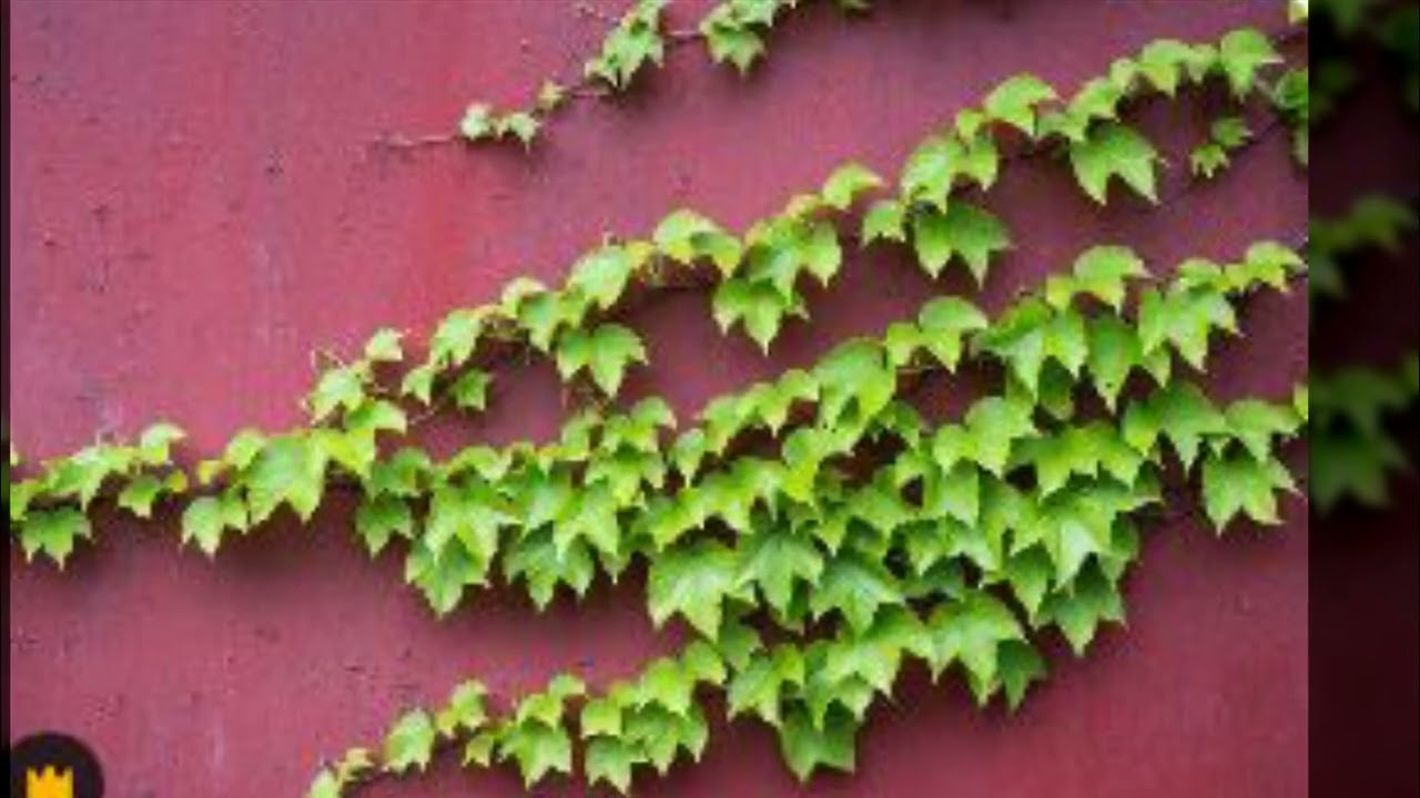 초록 기생체 7호의 변이 보고서  Mutation Report of Green Parasite No.   7 [꿈] 시인 박기범